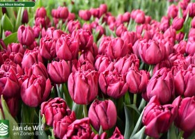 Tulipa Alison Bradley ® (2)